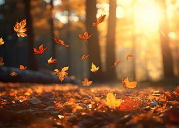 Gard : le bulletin météo pour ce mercredi 20 décembre 2023